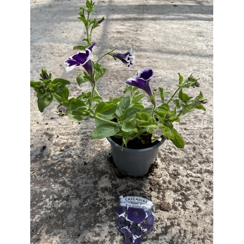 159 - THIRTY PETUNIA PLANTS- CASCADIA RIM CHERRY AND RIM VIOLET +VAT