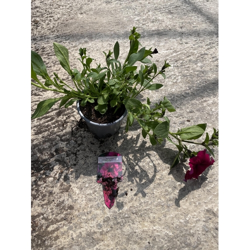 160 - THIRTY PETUNIA PLANTS - AMORE QUEEN OF HEARTS AND FANFARE PURPLE ROYAL + VAT