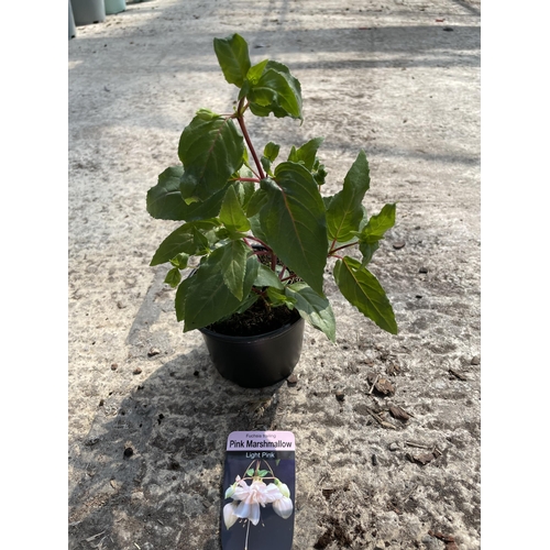 161 - THIRTY BASKET PLANTS - FIFTEEN PINK MARSHMALLOW FUSCHIA TRAILING IN LIGHT PINK AND FIFTEEN BACOPA CA... 