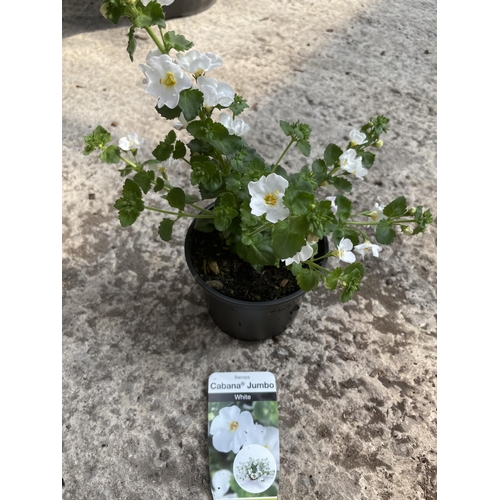 163 - THIRTY BASKET PLANTS - FIFTEEN CALIBRACHOA CALLIE IN STRAWBERRY AND FIFTEEN BACOPA CABANA JUMBO IN W... 