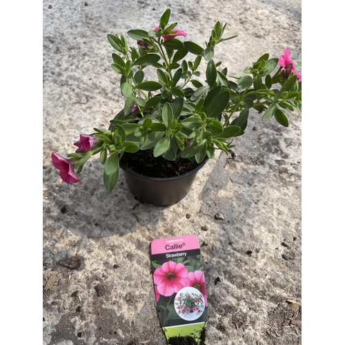 163 - THIRTY BASKET PLANTS - FIFTEEN CALIBRACHOA CALLIE IN STRAWBERRY AND FIFTEEN BACOPA CABANA JUMBO IN W... 