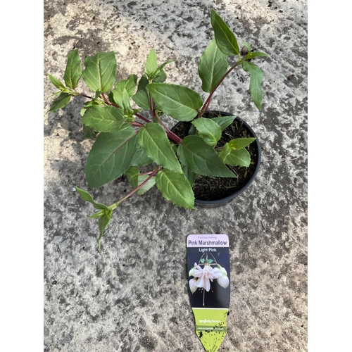 164 - THIRTY BASKET PLANTS - FIFTEEN FUCHSIA TRAILING PINK MARSHMALLOW IN PINK AND FIFTEEN PETUNIA TRAILIN... 