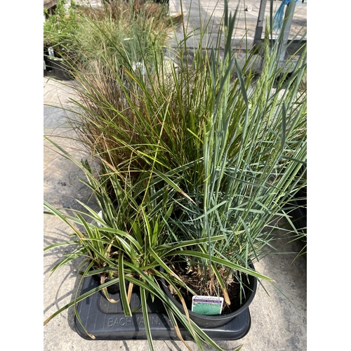 TWELVE LABELED MIXED VARIETY GRASSES +VAT