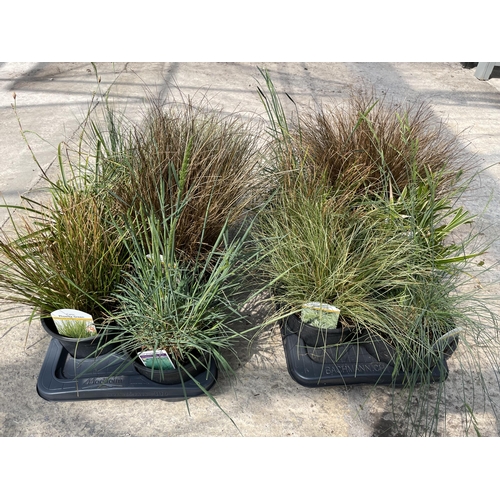 166 - TWELVE LABELED MIXED VARIETY GRASSES +VAT