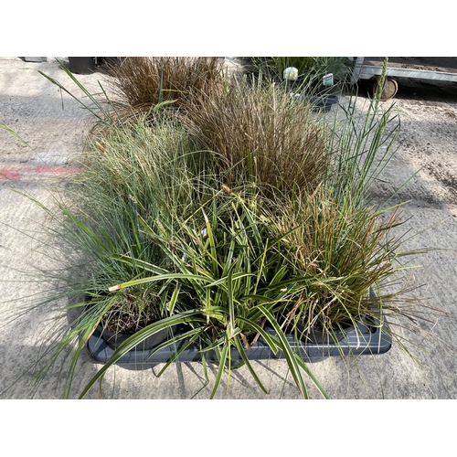 166 - TWELVE LABELED MIXED VARIETY GRASSES +VAT