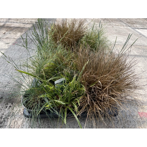 166 - TWELVE LABELED MIXED VARIETY GRASSES +VAT