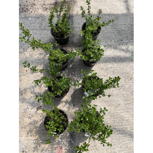 167 - EIGHT PERENNIAL ESCALLONIA APPLE BLOSSOM PLANTS + VAT