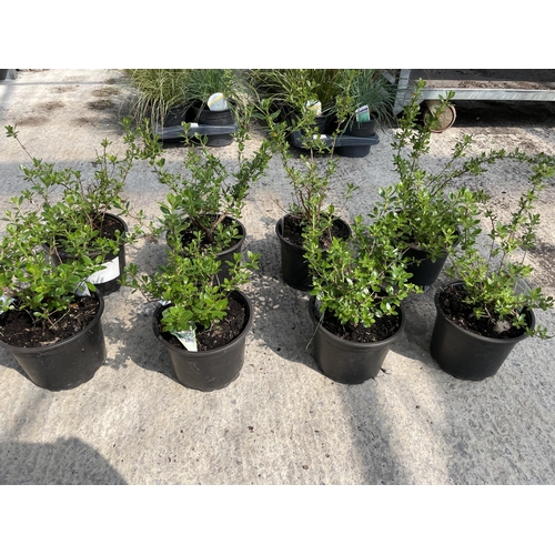 167 - EIGHT PERENNIAL ESCALLONIA APPLE BLOSSOM PLANTS + VAT