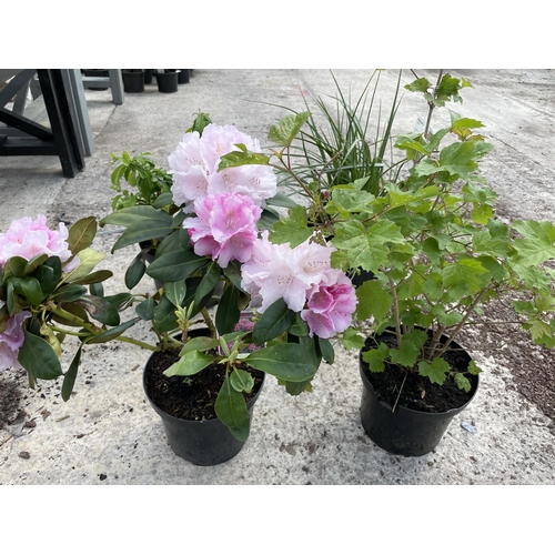 170 - FOUR MIXED SHRUBS TO INCLUDE - ONE RHODODENDRON PINK , ONE CHAENOMELES SUPERBA CAMEO, ONE VIBURNUM O... 