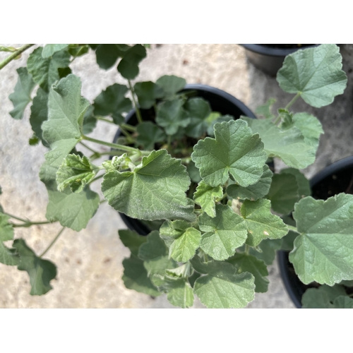 171 - EIGHT LAVATERA PLANTS BARNSLEY BABY + VAT