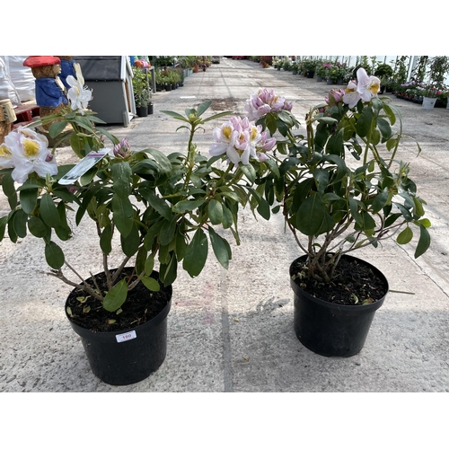 180 - TWO RHODODENDRON IN WHITE AND PINK + VAT