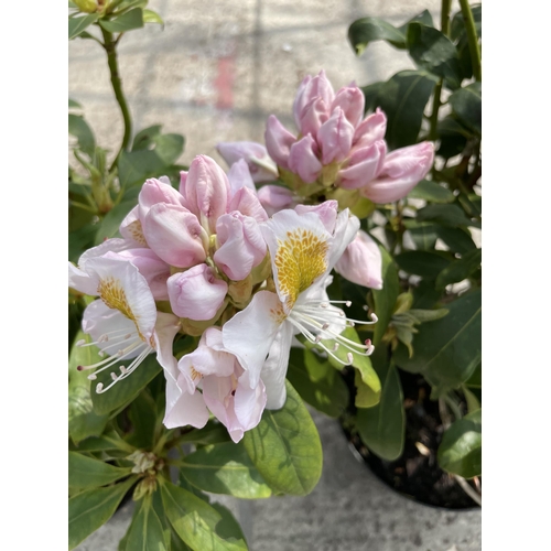 180 - TWO RHODODENDRON IN WHITE AND PINK + VAT