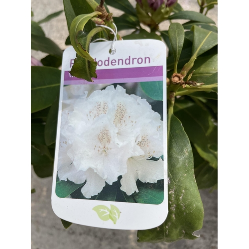 180 - TWO RHODODENDRON IN WHITE AND PINK + VAT