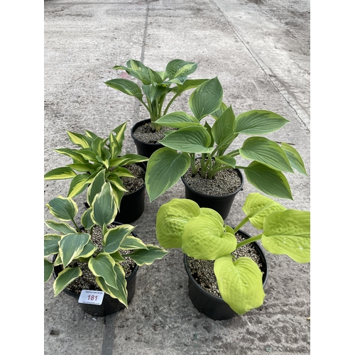 181 - FIVE MIXED VARIETY HOSTA PLANTS + VAT