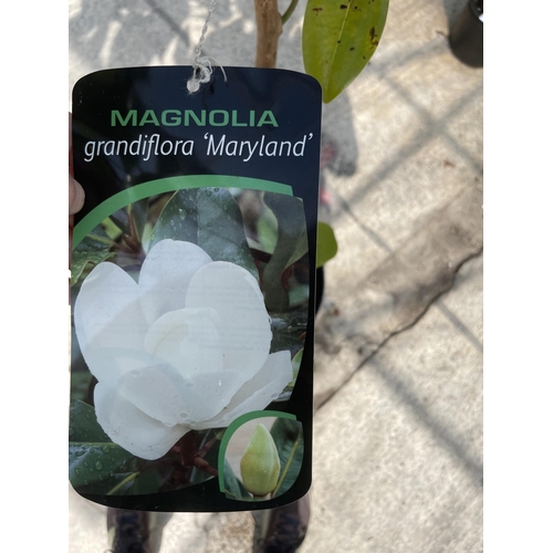 183 - ONE MAGNOLIA TREE GRANDIFLORA MARYLAND +VAT