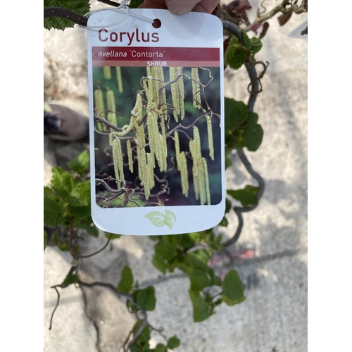 184 - TWO TREES - ONE PURPLE CORYLUS, ONE GREEN CORYLUS +VAT