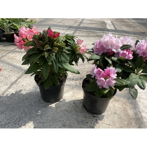 185 - TWO RHODODENDRONS IN PACE PINK + VAT