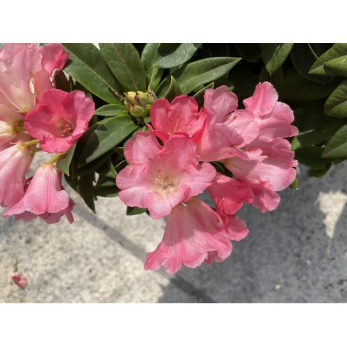 185 - TWO RHODODENDRONS IN PACE PINK + VAT