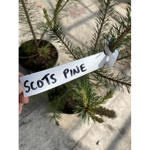 187 - TWO SCOTS PINE TREES + VAT