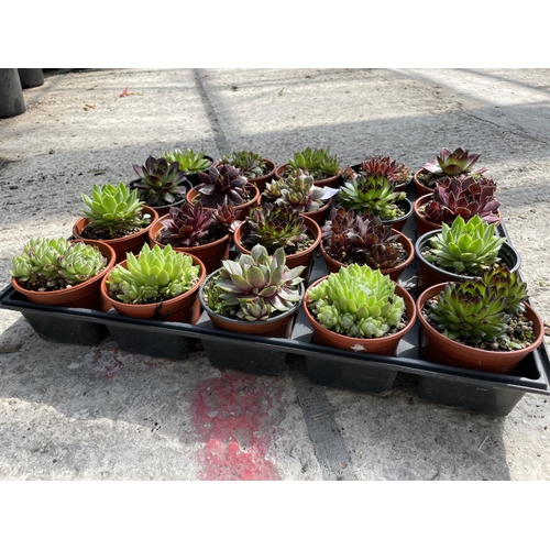 190 - TWENTY SEMPERVIUM + VAT