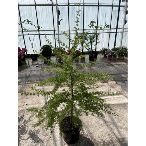 193 - ONE POT GROWN LARCH TREE + VAT