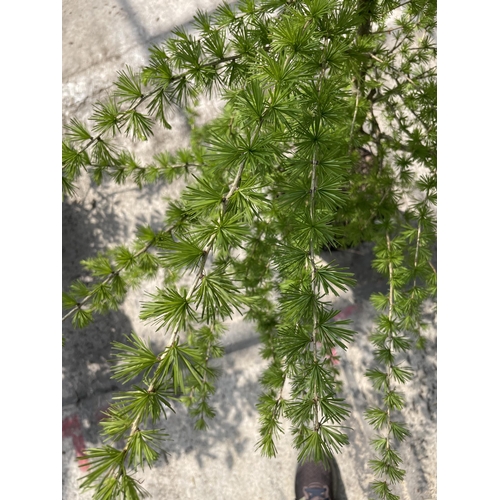 193 - ONE POT GROWN LARCH TREE + VAT