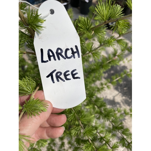 193 - ONE POT GROWN LARCH TREE + VAT