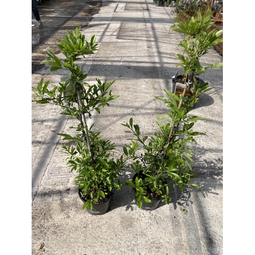 194 - TWO ORNAGE PYRACANTHA PILLARS + VAT