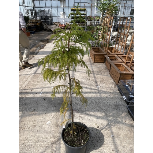 195 - ONE POT GROWN CRYPTOMERIA TREE + VAT