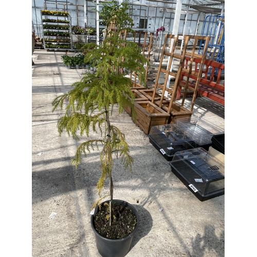 195 - ONE POT GROWN CRYPTOMERIA TREE + VAT