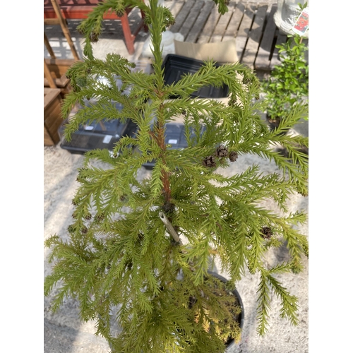 195 - ONE POT GROWN CRYPTOMERIA TREE + VAT