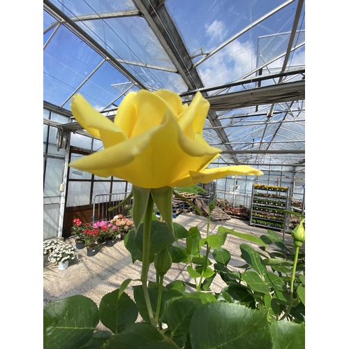 201 - TWO STANDRD ROSES TO INCLUDE SUNSILK AND HELGA IN 5 LTR POTS + VAT