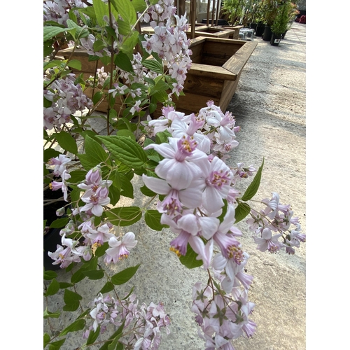 202 - TWO DEUTZIA MONT ROSE SIZE C-5 + VAT