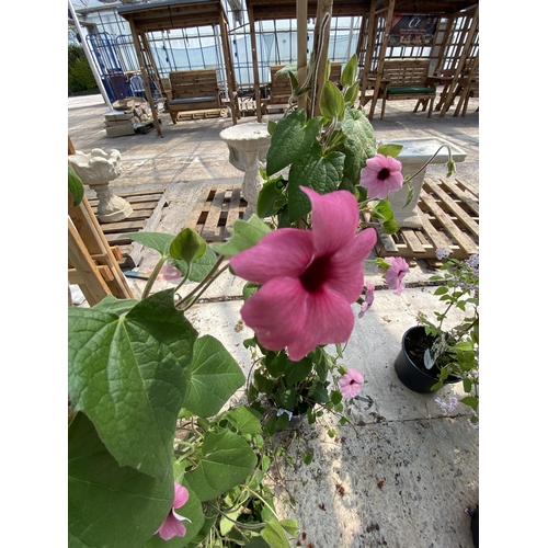 203 - TWO THUNBERGIA MIXED PLANTS IN A 2 LTR ON A FRAME + VAT