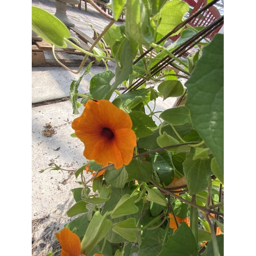 204 - TWO THUNBERGIA MIXED PLANTS IN A 2 LTR ON A FRAME + VAT