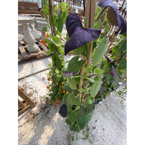 204 - TWO THUNBERGIA MIXED PLANTS IN A 2 LTR ON A FRAME + VAT