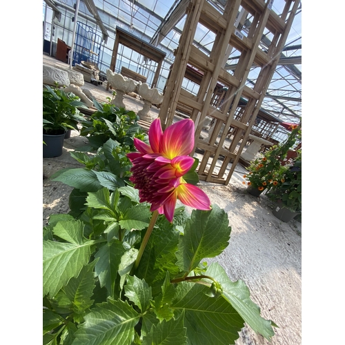 206 - FIVE MIXED DAHLIA XXL IN 3 LTR POTS + VAT