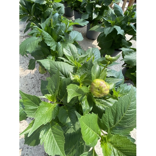 207 - FIVE MIXED DAHLIA XXL IN 3 LTR POTS + VAT