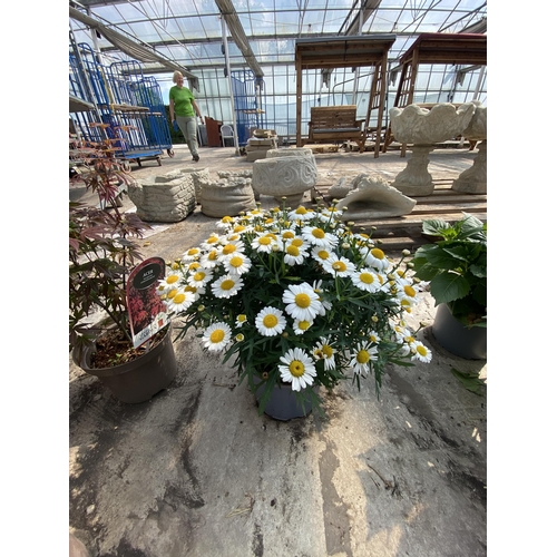 208 - TWO MARGUERITE WHITE IN 3 LTR POTS + VAT