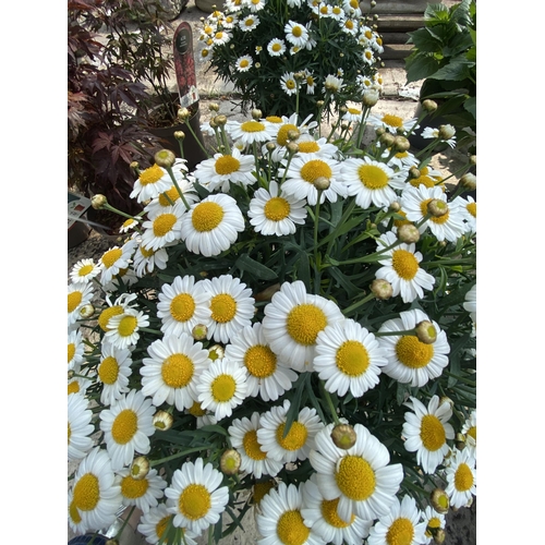 208 - TWO MARGUERITE WHITE IN 3 LTR POTS + VAT