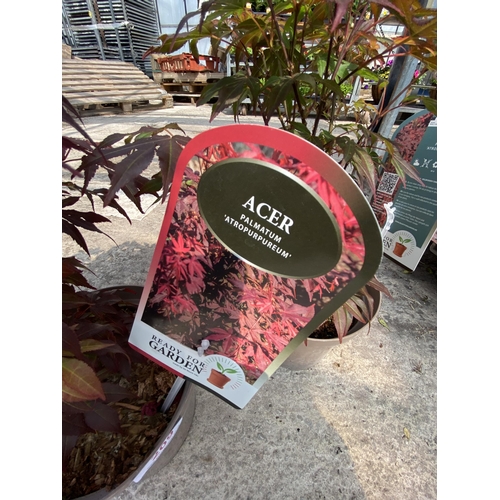 209 - TWO ACER PALMATUM ATROPURPUREUM IN 3 LTR POTS + VAT