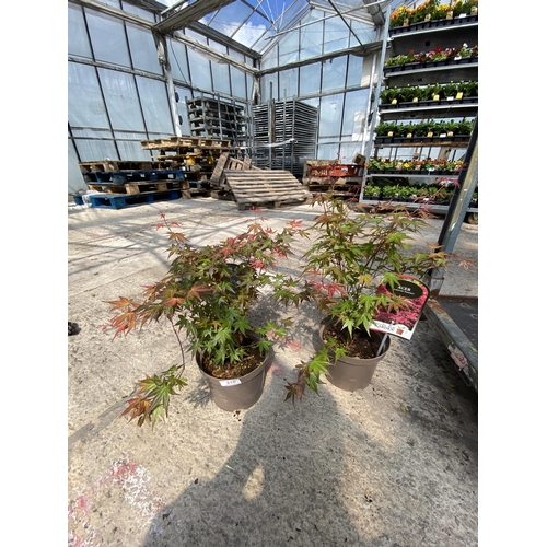 210 - TWO ACER PALMATUM PHEONIX IN 3 LTR POTS + VAT