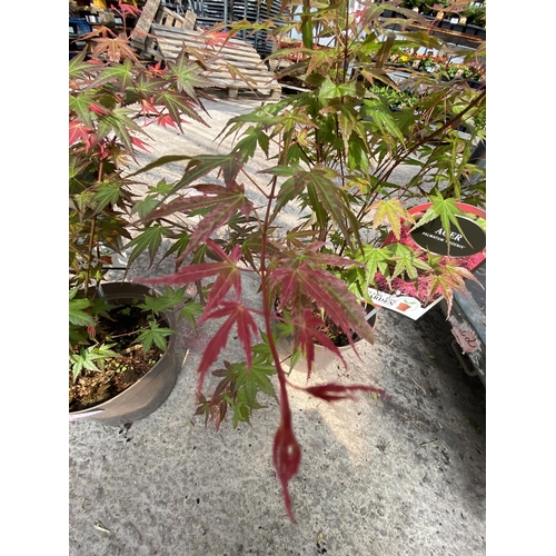 210 - TWO ACER PALMATUM PHEONIX IN 3 LTR POTS + VAT