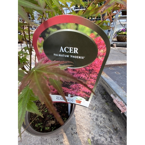 210 - TWO ACER PALMATUM PHEONIX IN 3 LTR POTS + VAT