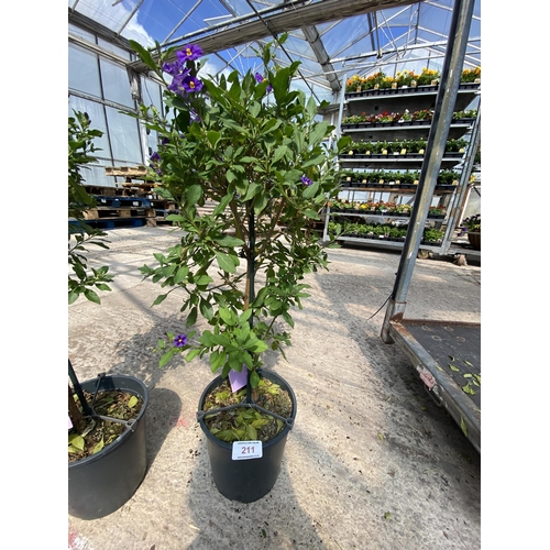 211 - TWO STANDARD SOLANUM WITH PURPLE FLOWERS + VAT