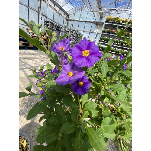 211 - TWO STANDARD SOLANUM WITH PURPLE FLOWERS + VAT