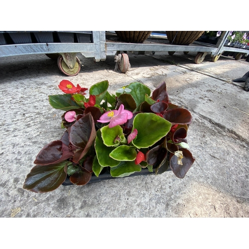 213 - 19 TRAYS OF MIXED COLOUR BEGONIA SEMPERFLORENS BEDDING PLANTS 6 PLANTS IN A TRAY TOTAL 114 PLANTS + ... 