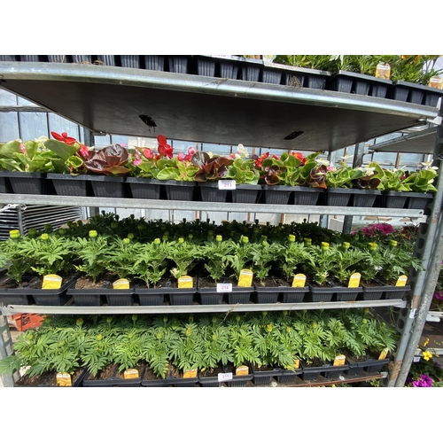 214 - 19 TRAYS OF YELLOW AFRICAN MARIGOLDS 6 PLANTS IN A TRAY 114 PLANTS IN TOTAL + VAT