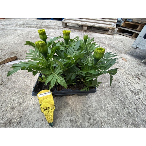 214 - 19 TRAYS OF YELLOW AFRICAN MARIGOLDS 6 PLANTS IN A TRAY 114 PLANTS IN TOTAL + VAT