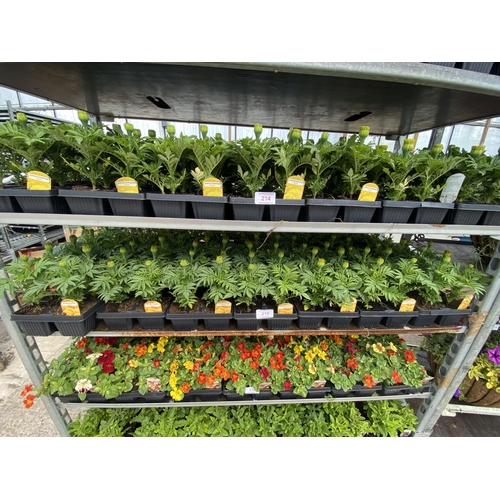 215 - 19 TRAYS OF ORANGE AFRICAN MARIGOLDS 6 PLANTS IN A TRAY 114 PLANTS IN TOTAL + VAT